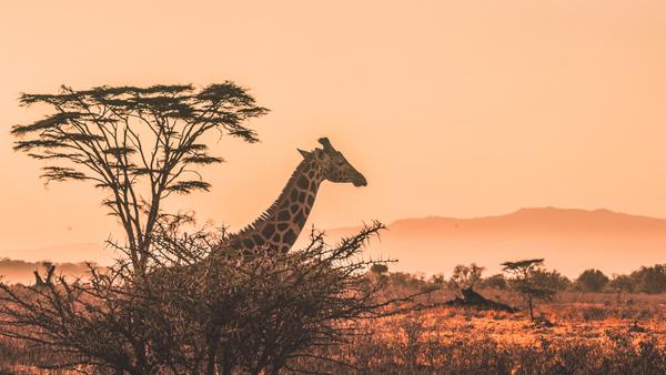 We go beyond the 'big five' to showcase 10 magnificent beasts you'll find in this East African gem