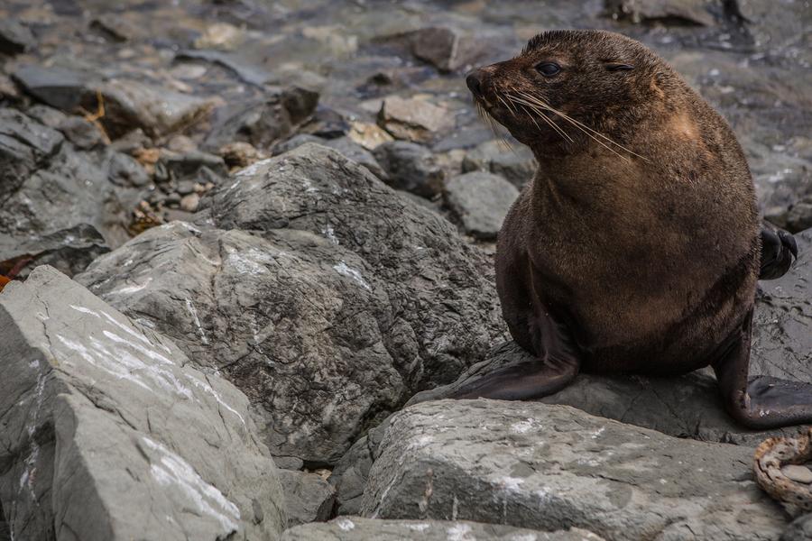 What’s got this fur seal so worked up? Watch him let it all go as he scratches up a solution on these rocks. 