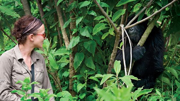 lady and wild gorilla looking at each other in Rwanda jungle