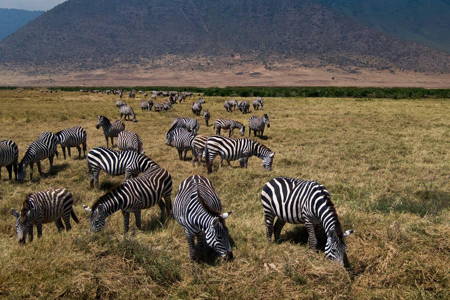 Join us on this traveller-made safari tour as we chart the landscapes and wildlife of East Africa. 