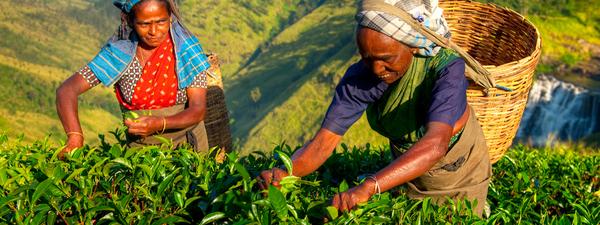 Sri Lanka tour: local women harvesting tea leaves