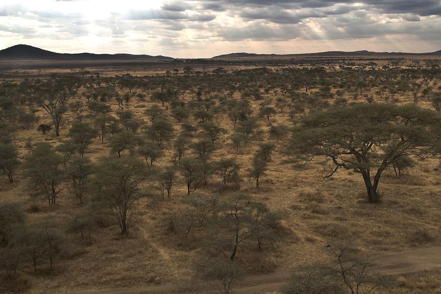  In the language of Africa’s Maasai, Serengeti means “Endless Plain”. Just watch this video to see why. 