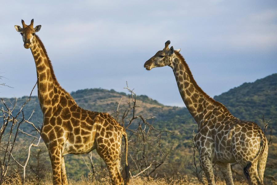 A first-hand account of responsible wildlife tourism on the Masai Mara