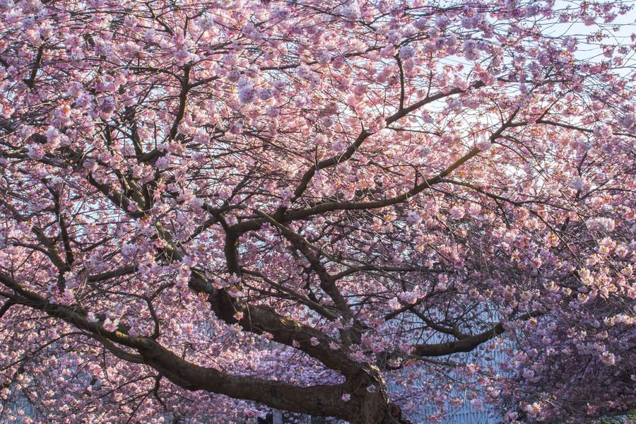 From locals' favourite trees to beautiful blooms, Vancouver transforms in the spring