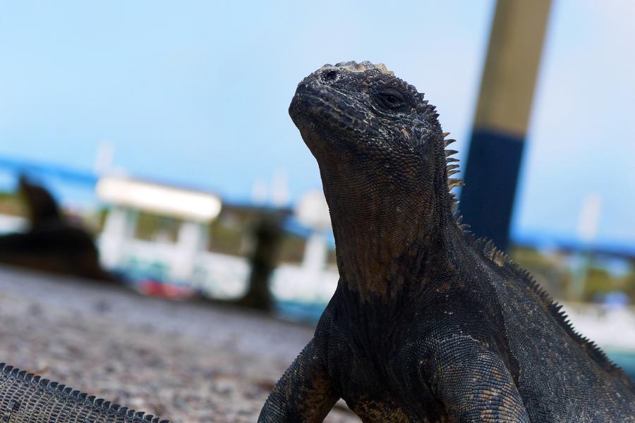 Watch this marine iguana come up for air from a rock pool in the Galápagos Islands.