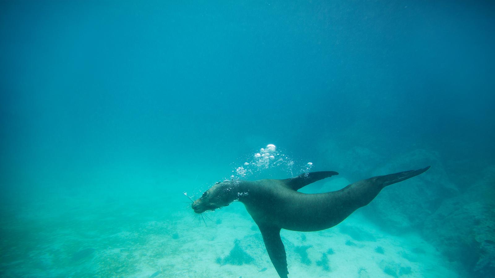 A sea lion gracefully races underwater in the Galapagos islands, Ecuador