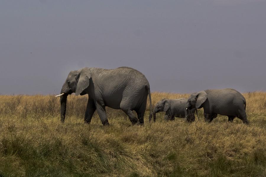 It might not have the name recognition of Kruger, but Selous is worthy of a visit