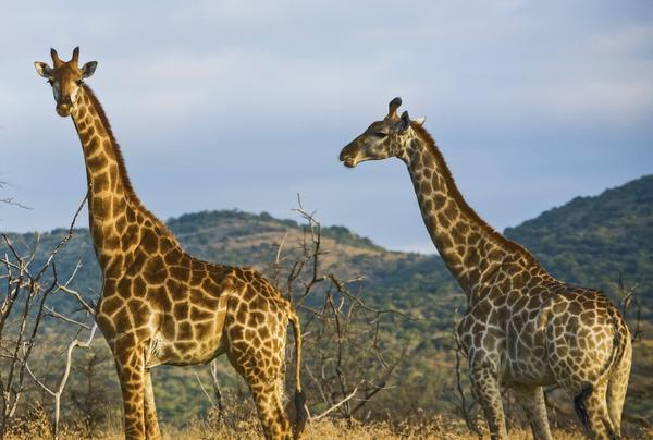 A first-hand account of responsible wildlife tourism on the Masai Mara