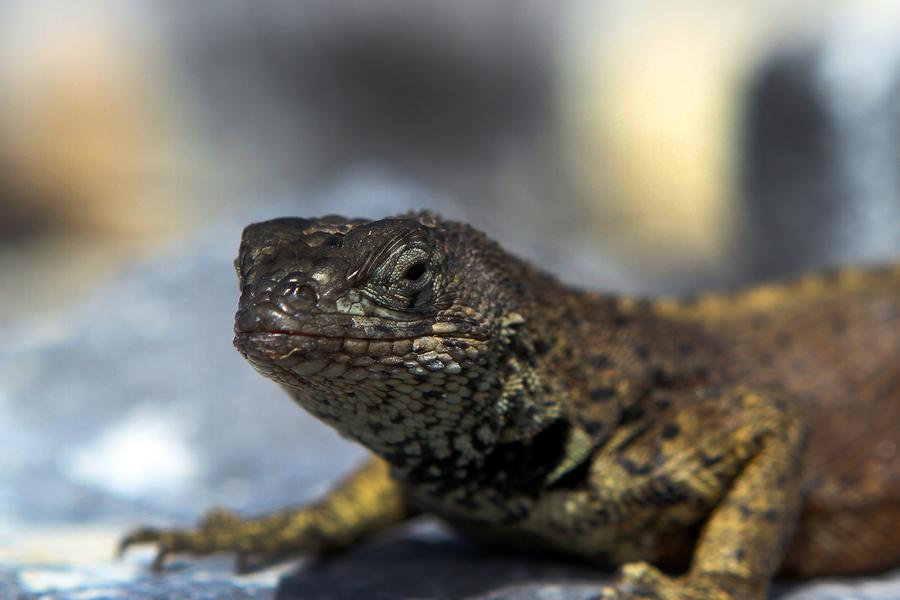 Didn’t get the chance to go on Gary Arndt’s photo tour in the Galápagos Islands? He’s distilled his tips for you here.