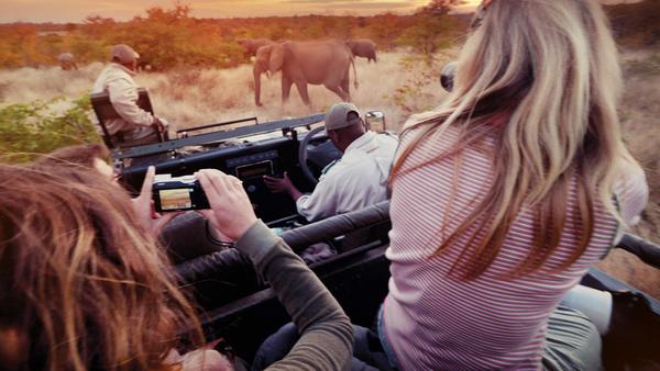 travellers taking pictures of wild elephants while on safari in Kruger National Park on a South Africa tour