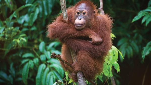 orangutan in tree, borneo