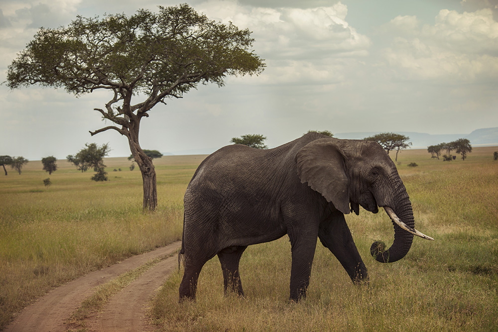 Serengeti is the place to be for huge herd migrations and elephant spotting.