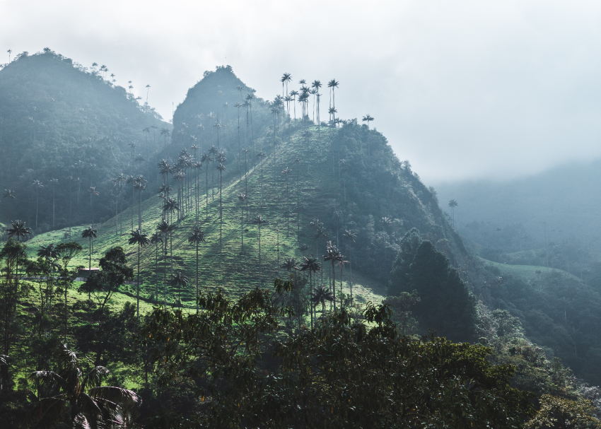 colombia cocora pic