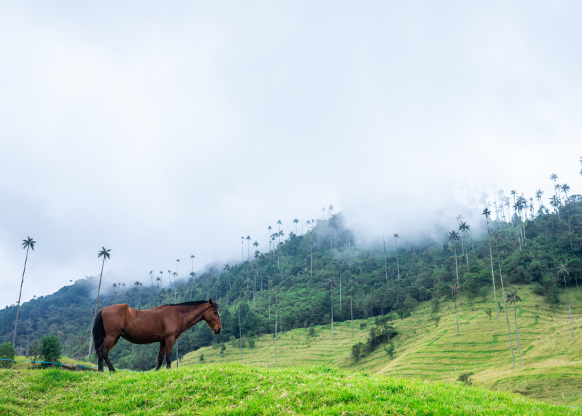 colombia cocora pic