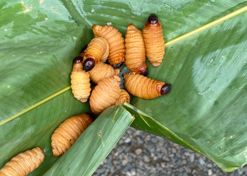 ecuador pic