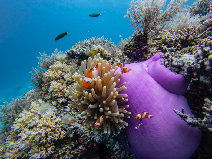 clownfish keep their friends close and their anemones closer